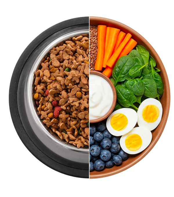 Dog food bowl comparison