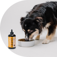 Dog eating