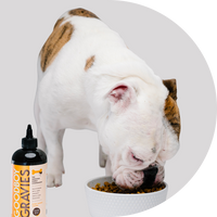 Dog eating