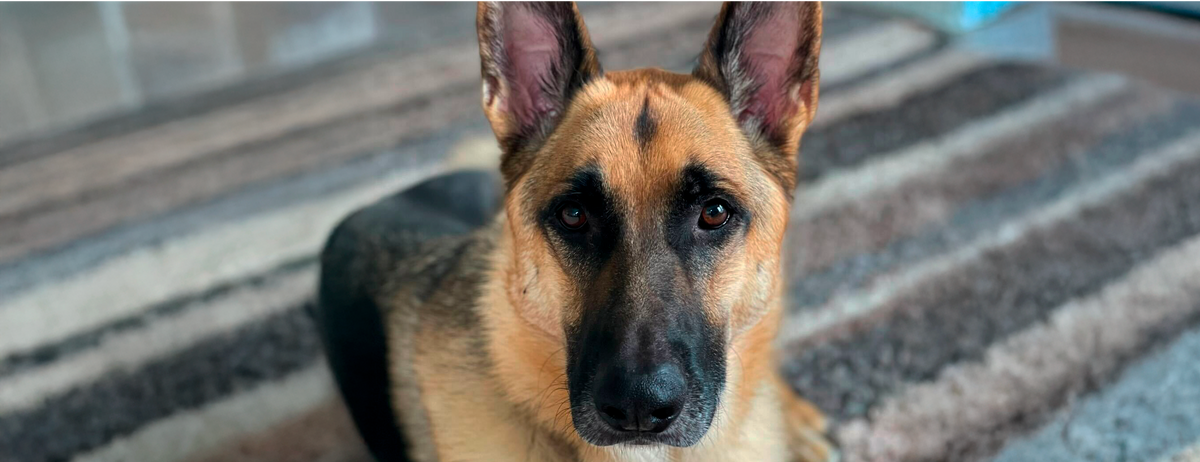 Dog Image