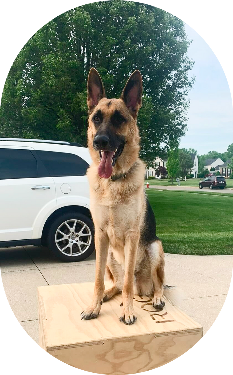 Dog image