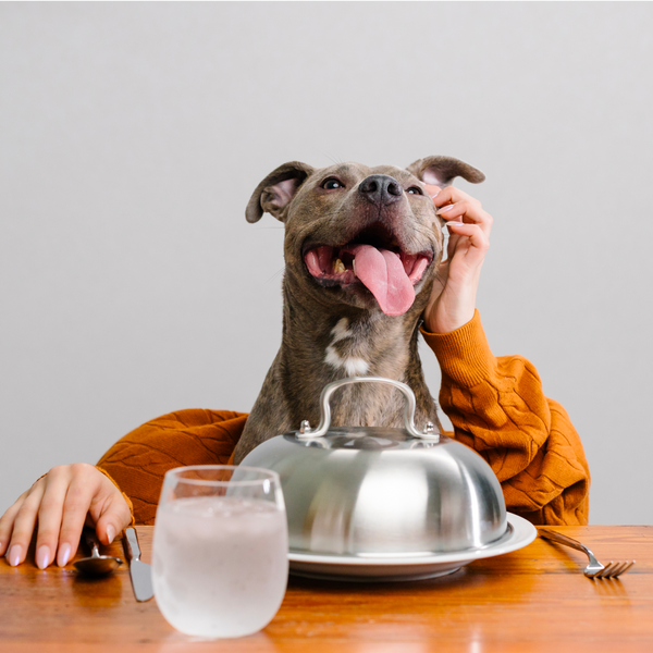 Dog at table