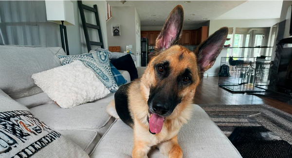 Dog story image
