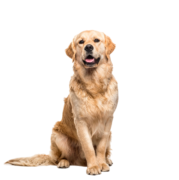 Golden Retriever dog